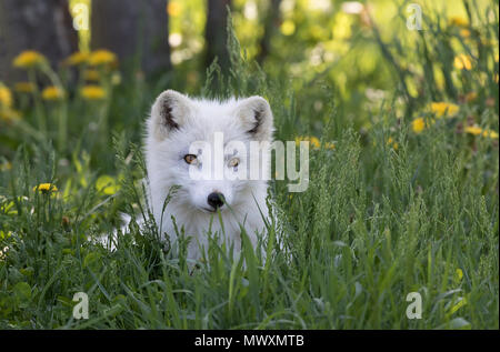 Arctic fox kit (Vulpes lagopus) in the grass in Canada Stock Photo