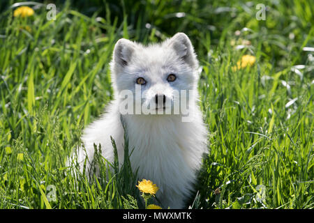 Arctic fox kit (Vulpes lagopus) in the grass in Canada Stock Photo