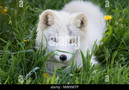 Arctic fox kit (Vulpes lagopus) in the grass in Canada Stock Photo