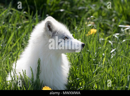 Arctic fox kit (Vulpes lagopus) in the grass in Canada Stock Photo