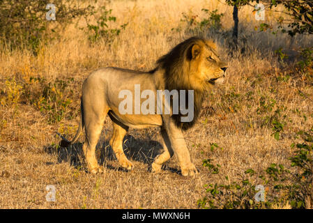 Male Black Maned African Lion at Mashatu Game Reserve Botswana Stock Photo