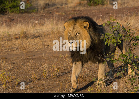 Male Black Maned African Lion at Mashatu Game Reserve Botswana Stock Photo