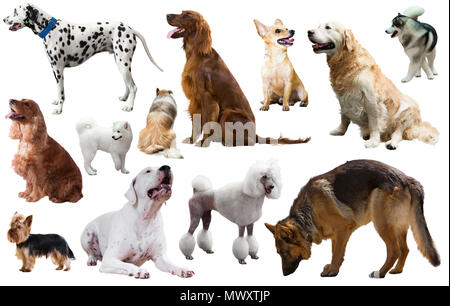 Collection of various dog breeds isolated on white Stock Photo