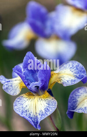 Siberian iris sibirica ' Emily Anne ', Iris flower blue Stock Photo