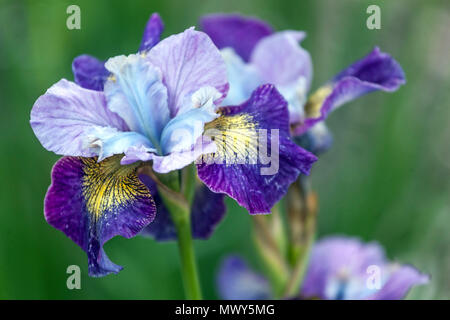 Siberian Iris sibirica 'Charming Billy' Irises, Iris flower blue purple flags Stock Photo