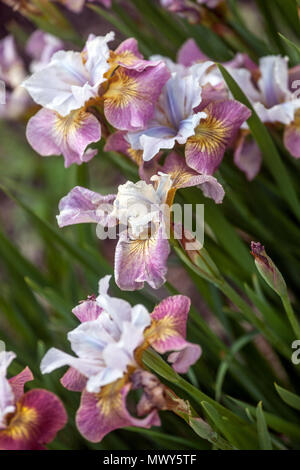 Purple Siberian iris sibirica ' Sugar Rush ' Stock Photo