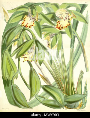 . Illustration of Cymbidium hookerianum . 1866. Walter Hood Fitch (1817-1892) del. et lith. Description by James Bateman (1811-1897) 149 Cymbidium hookerianum Stock Photo