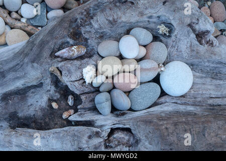 'Bowl' driftwood and pebbles on driftwood beach in the Tsitsikamma, protected area, Garden Route, Cape, South Africa Stock Photo
