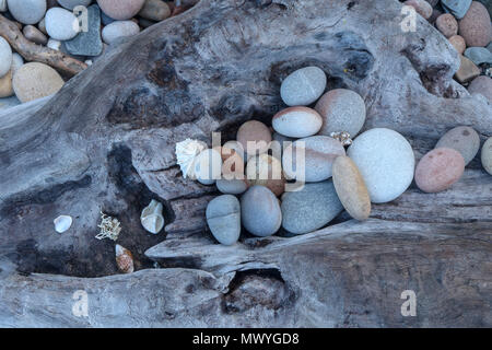 'Bowl' driftwood and pebbles on driftwood beach in the Tsitsikamma, protected area, Garden Route, Cape, South Africa Stock Photo