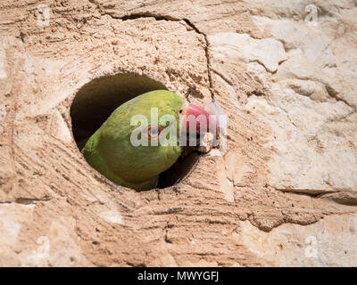 Isolated rose ringed parakeet- Israel Stock Photo