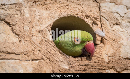 Isolated rose ringed parakeet- Israel Stock Photo