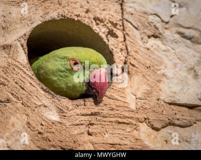 Isolated rose ringed parakeet- Israel Stock Photo