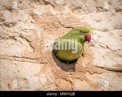 Isolated rose ringed parakeet- Israel Stock Photo