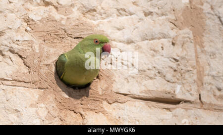 Isolated rose ringed parakeet- Israel Stock Photo