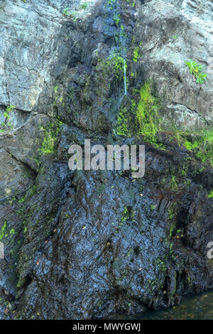 Small waterfall on the mouth trail at the Tsitsikamma, protected area, Garden Route, Cape, South Africa, Stock Photo