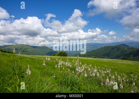 Meadow expanses with asphodels and narcissus flowers under a blue sky with clouds. Stock Photo