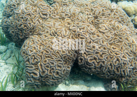 Beautiful red coral in the sea of Sulawesi, Indonesia Stock Photo