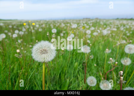 Green field of dandelion clocks, fluffy white seed heads against a clear blue sky background. Summer / spring seasonal concept. taraxacum Stock Photo