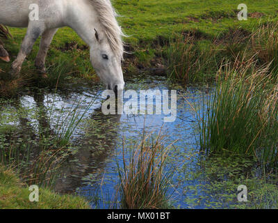 Wild pony drinking from a natural pool in Dartmoor, Devon, South West England. Stock Photo