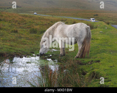 Wild pony drinking from a natural pool in Dartmoor, Devon, South West England. Stock Photo