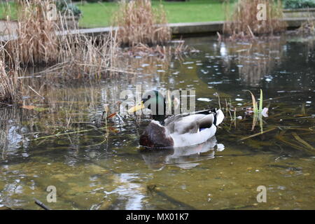 Duck in fountain Stock Photo