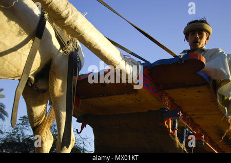 Egyptian Farmer Selling Carrots Beside The Road, Cairo, Egypt on 02-09-2006 Stock Photo