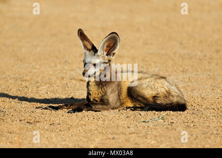A bat-eared fox (Otocyon megalotis) in natural habitat, Kalahari desert, South Africa Stock Photo