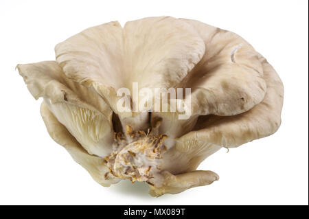 Fresh mushroom ,oyster mushroom isolated on white background with clipping path. Stock Photo