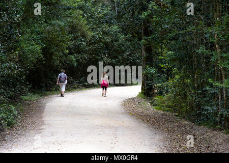 Two hikers on a road in the Knysna Forest, South Africa Stock Photo