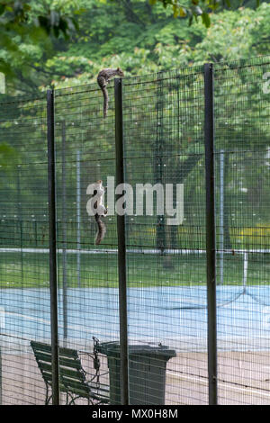 Two Grey squirrels climbing a metal fence surrounding tennis courts, one squirrel hanging from the fence and the other squirrel balancing on the top Stock Photo