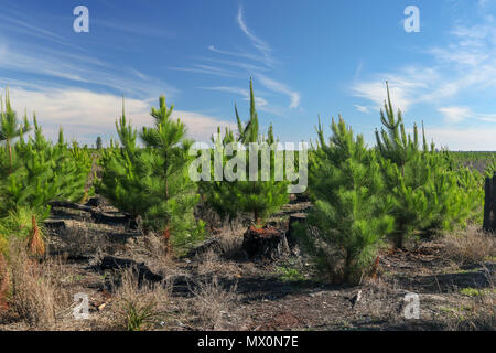 Small pine trees being grown for lumber  in Tsitsikamma protected area, Garden Route, Cape, South Africa, Stock Photo