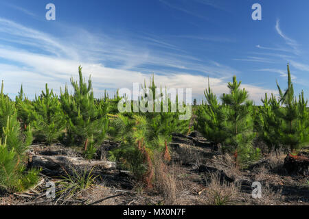 Small pine trees being grown for lumber  in Tsitsikamma protected area, Garden Route, Cape, South Africa, Stock Photo