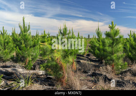 Small pine trees being grown for lumber  in Tsitsikamma protected area, Garden Route, Cape, South Africa, Stock Photo