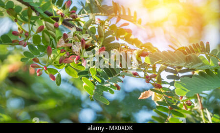 tamarind flower blooming on the tree (Scientific name:Tamarindus indica) Stock Photo