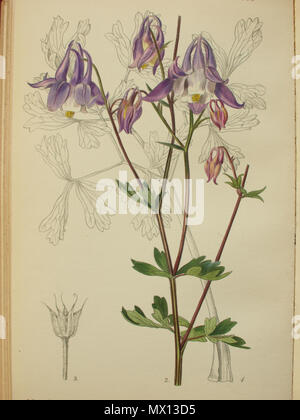 . English: Curtis's Botanical Magazine Tab 9405 Aquilegia grata from Karl Maly's sample Dobrun Bosnia 1909 Note: iconography inaccurately assumes to have depicted Aquilegia grata while Aquilegia nikolicii is correct. Erroneously Turrill was sent seeds by Karl Maly tentatively assuming they belong to Aquilegia grata. In reality he depicted Aquilegia nikolicii Niketic & Cikovac. Further reading: Marjan Niketić, Pavle Cikovac, Vladimir Stevanović 2013: Taxonomic and nomenclature notes on Balkan columbines (Aquilegia L., Ranunculaceae). In: Bulletin of the Natural History Museum Belgrade, 6: 33-42