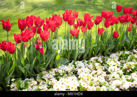 White Flowers and Amazing Tulips background. Beautiful view of red tulips under sunlight landscape with lawn at the middle of spring or summer Stock Photo
