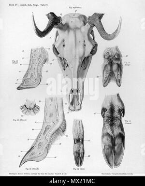 . Animal anatomical engraving from Handbuch der Anatomie der Tiere für Künstler' - Hermann Dittrich, illustrator. 1889 and 1911-1925. Wilhelm Ellenberger and Hermann Baum 248 Goat anatomy cranium