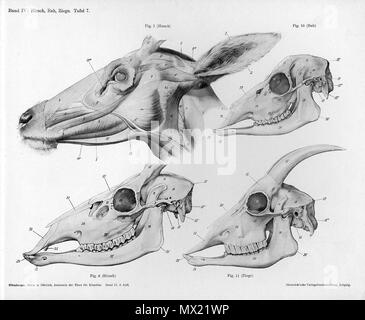 . Animal anatomical engraving from Handbuch der Anatomie der Tiere für Künstler' - Hermann Dittrich, illustrator. 1889 and 1911-1925. Wilhelm Ellenberger and Hermann Baum 248 Goat anatomy head