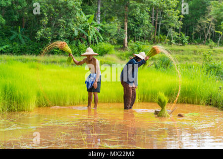 Sakonnakhon, Thailand - July 30, 2016: Farmers harvesting rice sprouts from small area farm to replant in rice farm in Sakonnakhon, Thailand Stock Photo