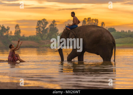 Surin, Thailand - June 25, 2016: Mahout riding elephant walking in swamp with woman bathing on coast in Surin, Thailand Stock Photo