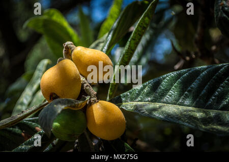 closeup of three yellow medlars on the tree in a sunny day of late spring Stock Photo