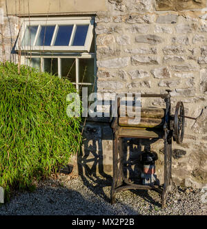 An old magle standing in front of a stone wall and next to a bamboo like plant Stock Photo