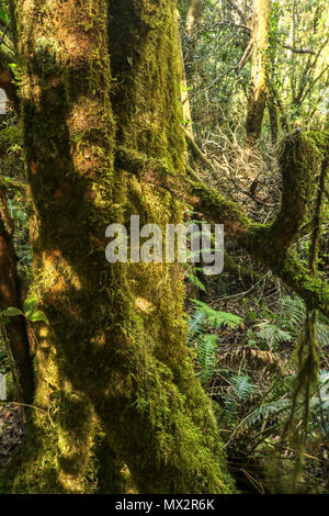 Moss covered trees on the Goesa trail in the Tsitsikamma National Park, national park, garden route, Cape, south africa Stock Photo