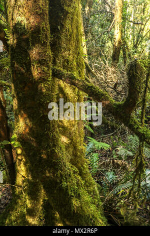 Moss covered trees on the Goesa trail in the Tsitsikamma National Park, national park, garden route, Cape, south africa Stock Photo