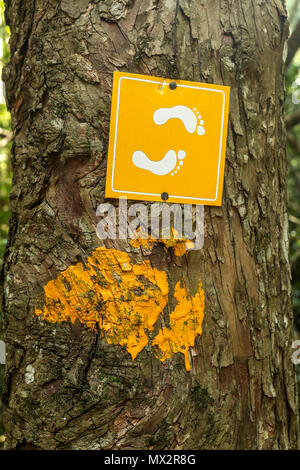 Yellow footpath markers on the Goesa walk in the Tsitsikamma National Park, garden route, Cape, South Africa Stock Photo