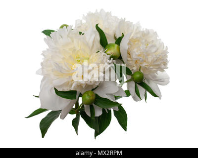 peony flowers isolated on white Stock Photo