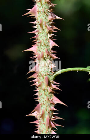 Thorns on a rose plant branch Stock Photo