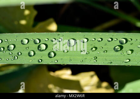 Dewdrops on a leaf of yellow iris Stock Photo