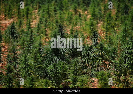 Cannabis Sativa growing in a field in Lebanon. Lebanon is one of the top five producers in the world even though cannabis is illegal in the country. Stock Photo