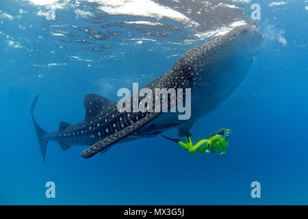 Size comparison, snorkeller and Whale shark (Rhincodon typus), biggest fish of world, Ari Atoll, Maldives islands, Asia Stock Photo
